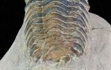 Bargain, Crotalocephalina Trilobite - Foum Zguid, Morocco #66069-5